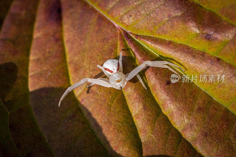 变量托米斯，(Misumena vatia)，蟹蜘蛛，黄花蟹蜘蛛。